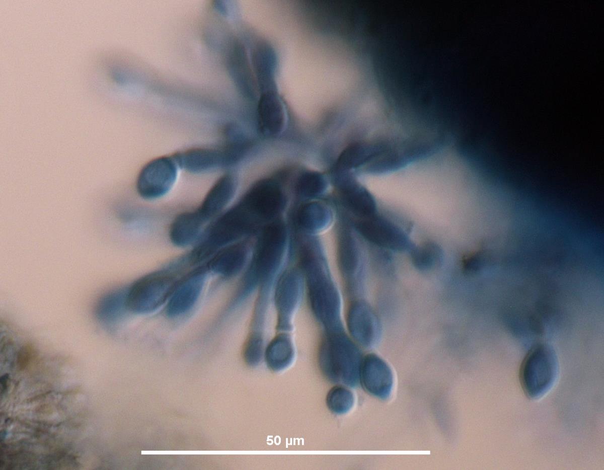 Scopulariopsis acremonium image