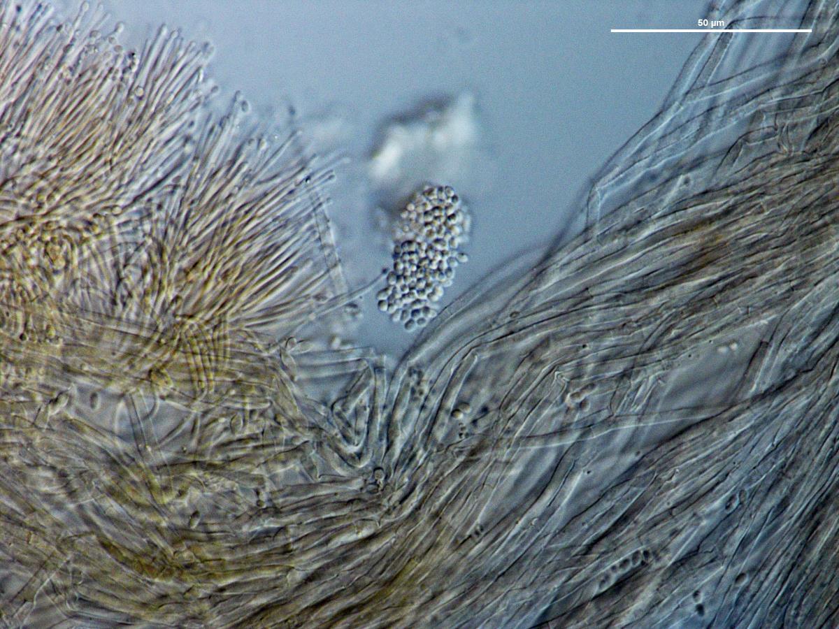 Dendrostilbella mycophila image