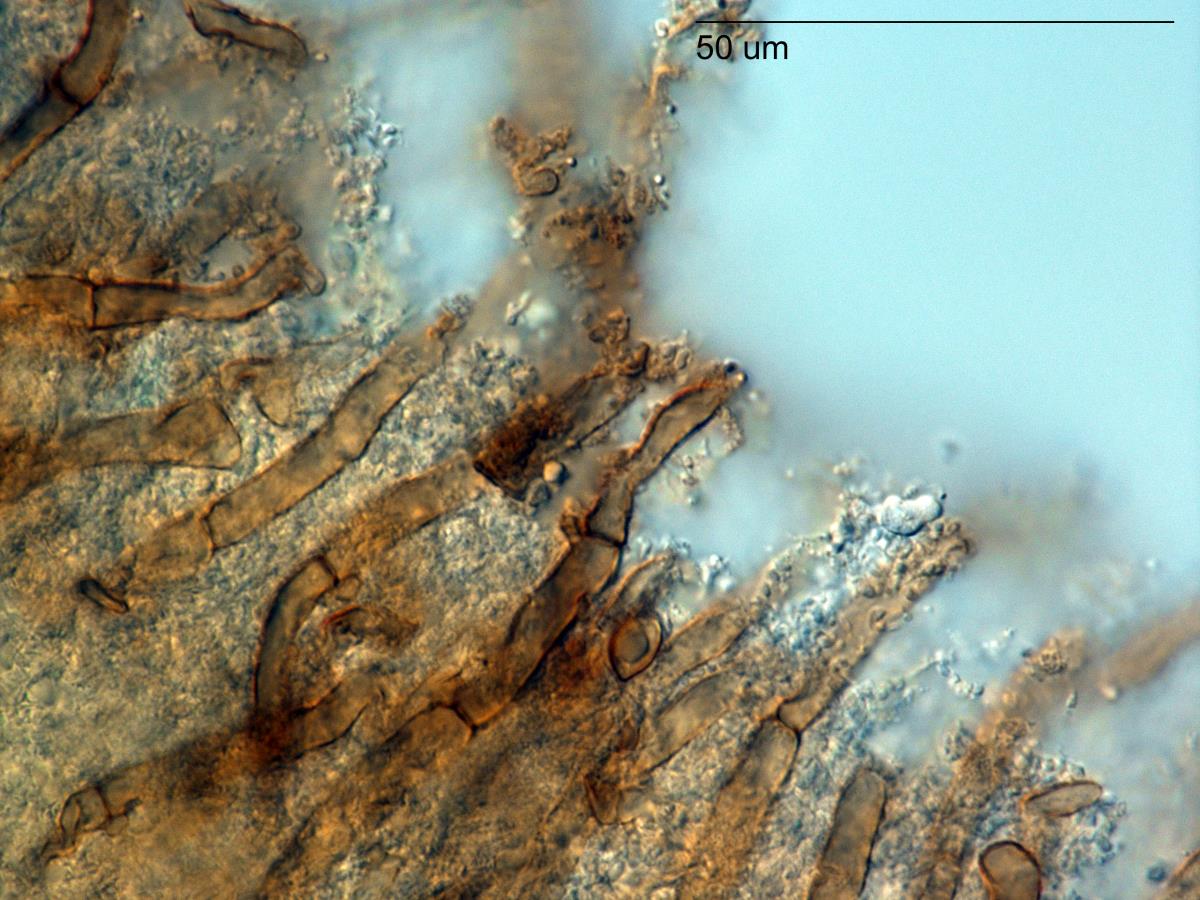 Phaeosolenia platensis image