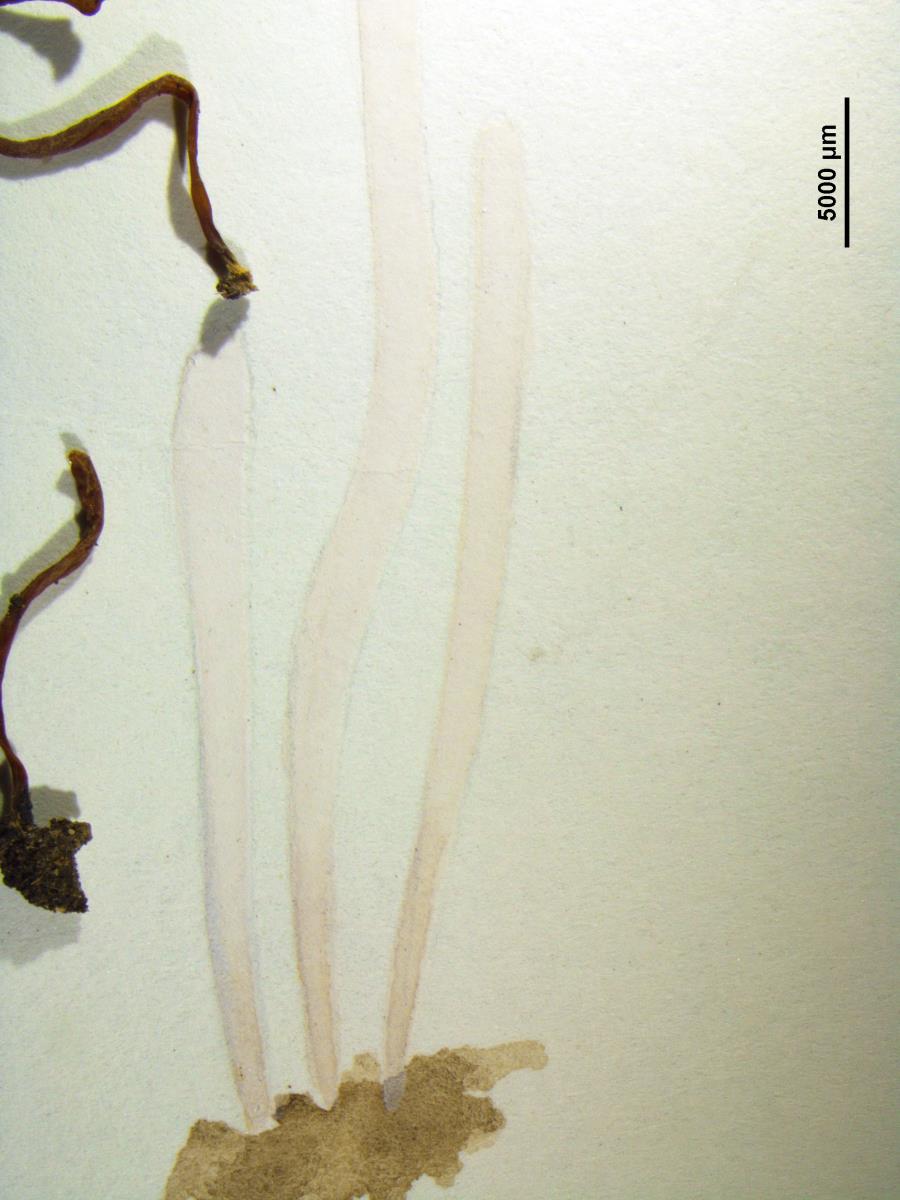 Clavaria gibbsiae image