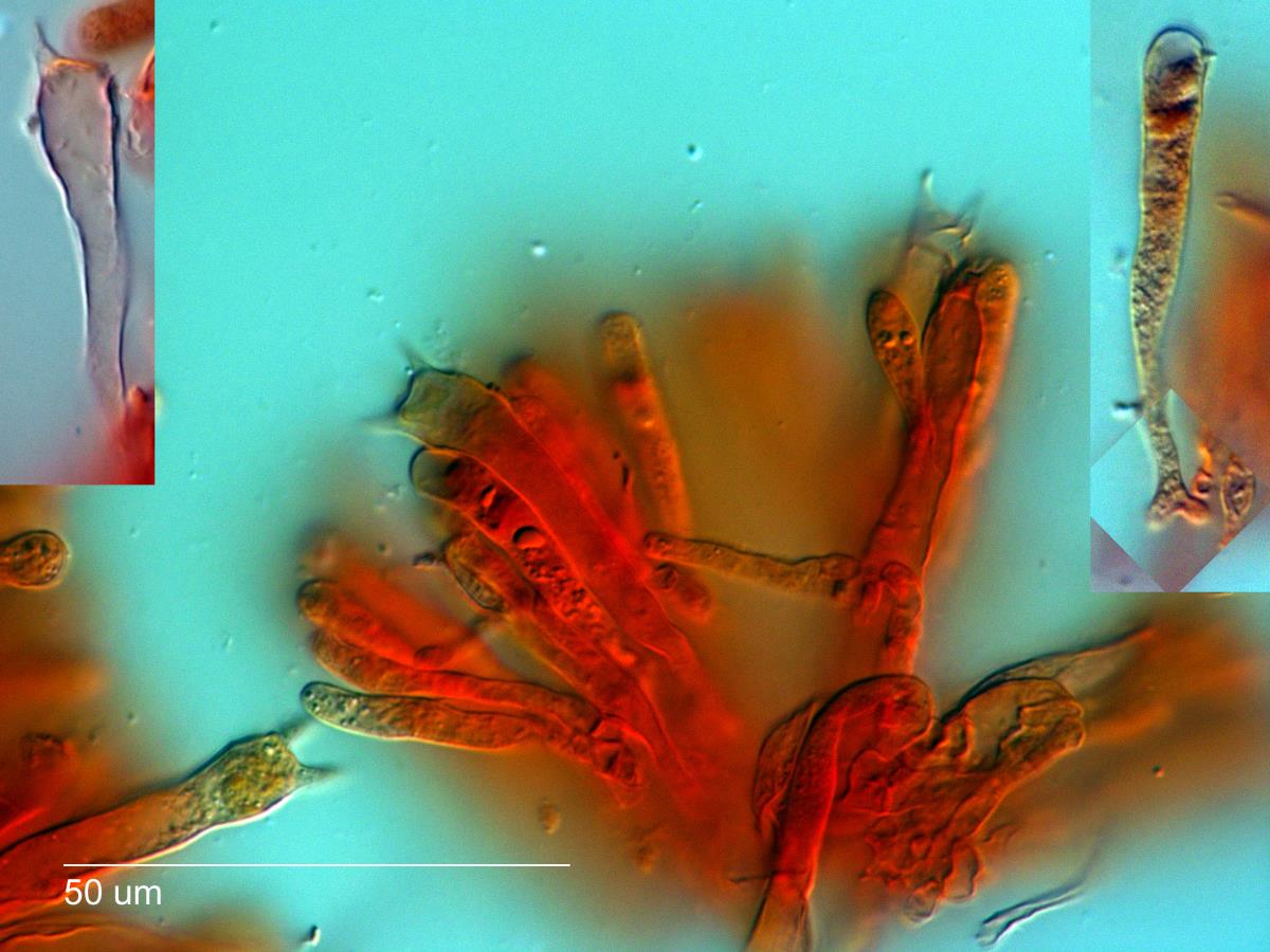 Clavaria subviolacea image