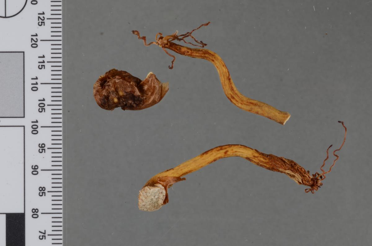 Cadophora malorum image