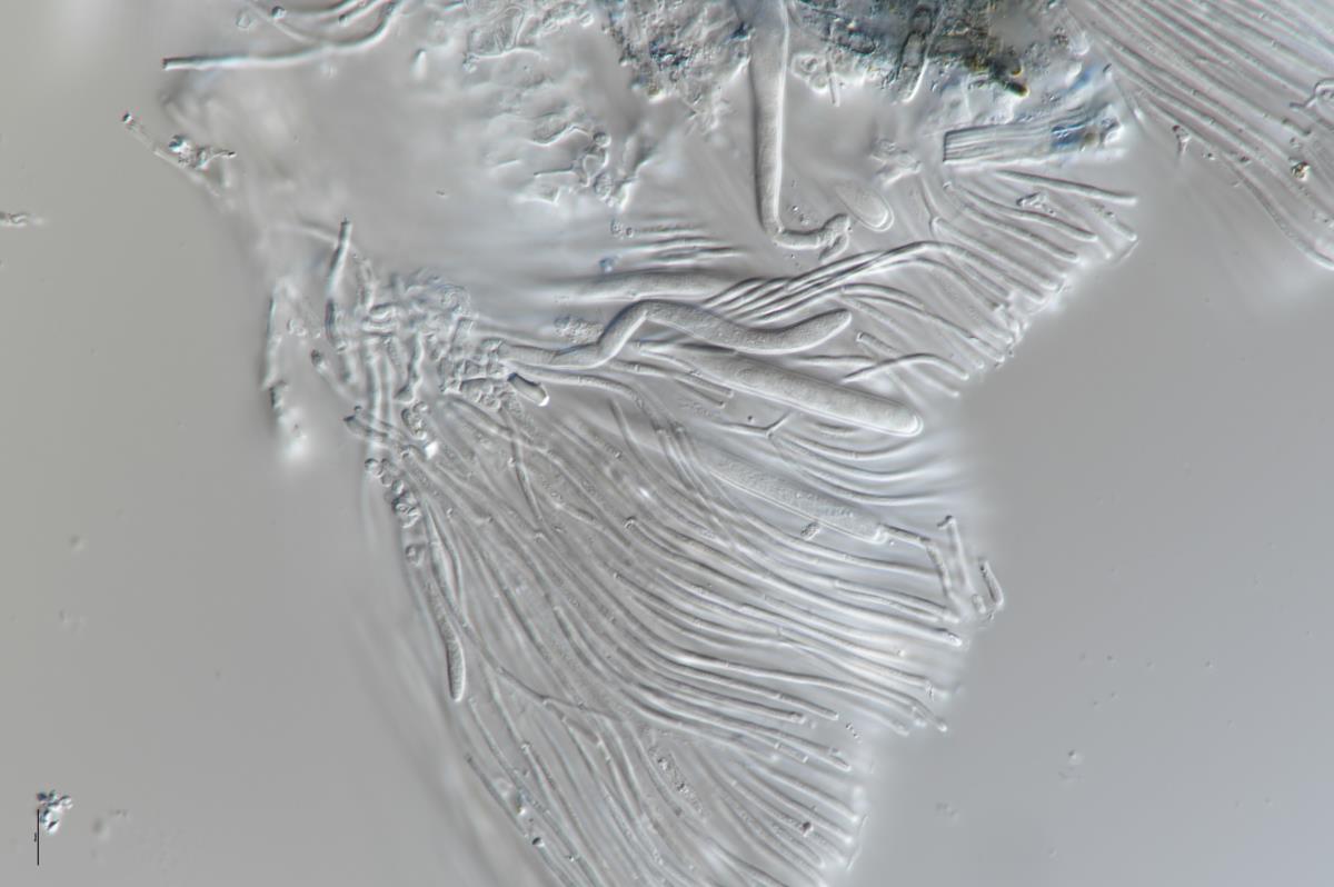 Hispidula tokerau image