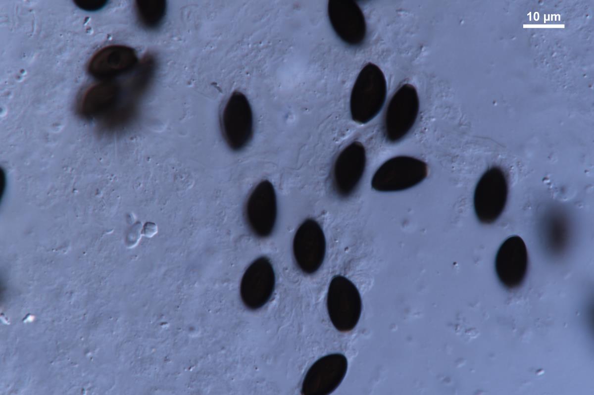 Coprinopsis macrocephala image