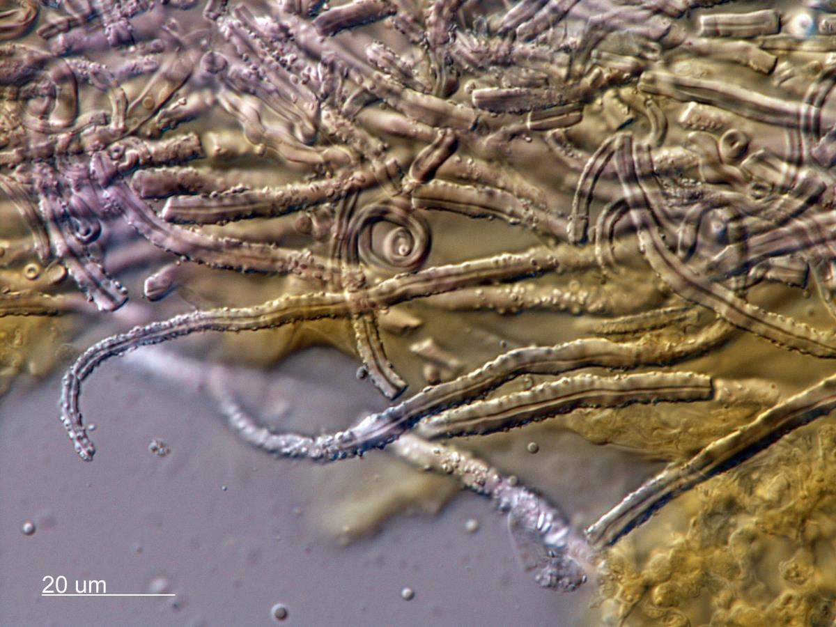 Flagelloscypha image
