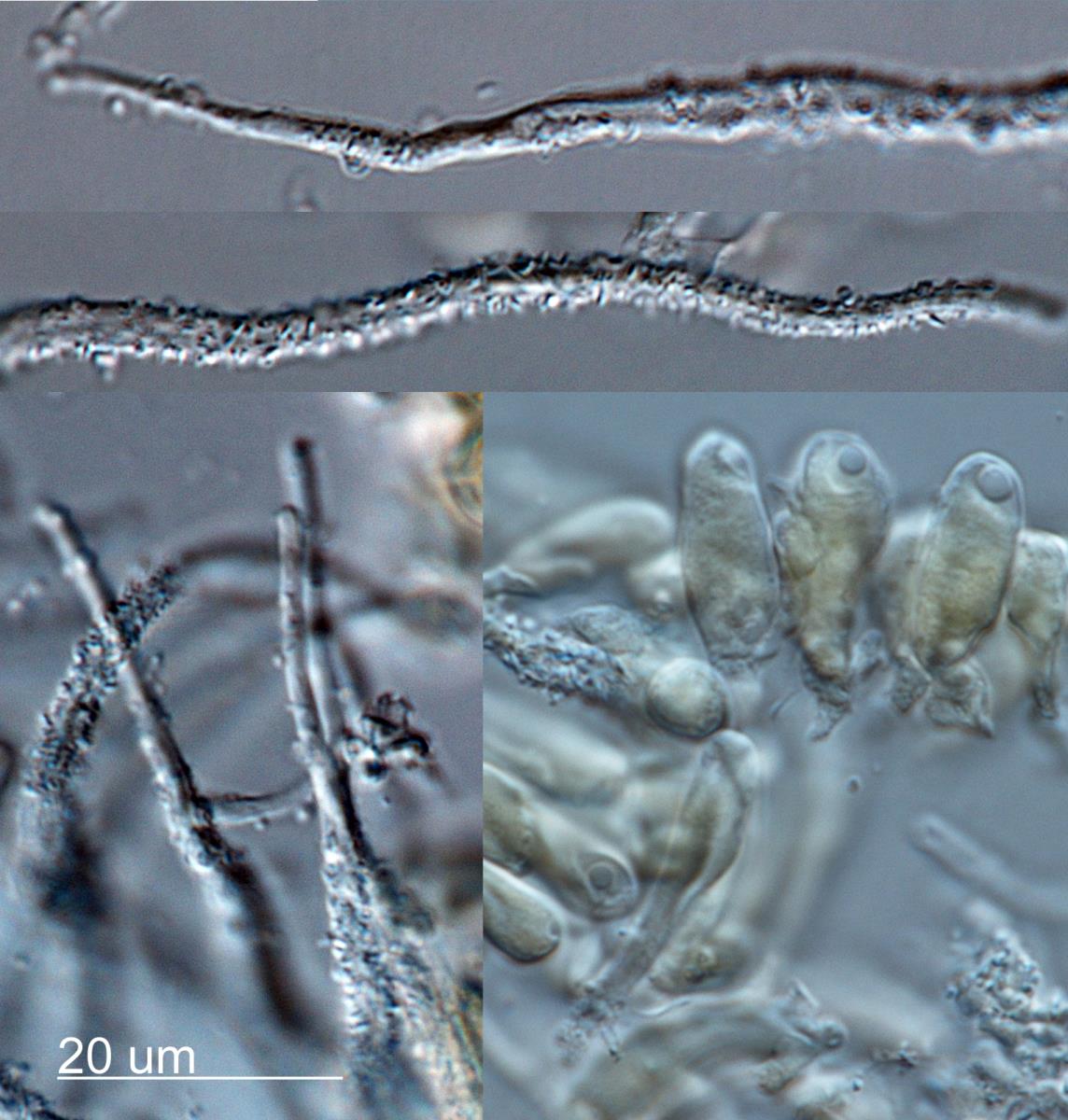 Flagelloscypha pseudopanax image