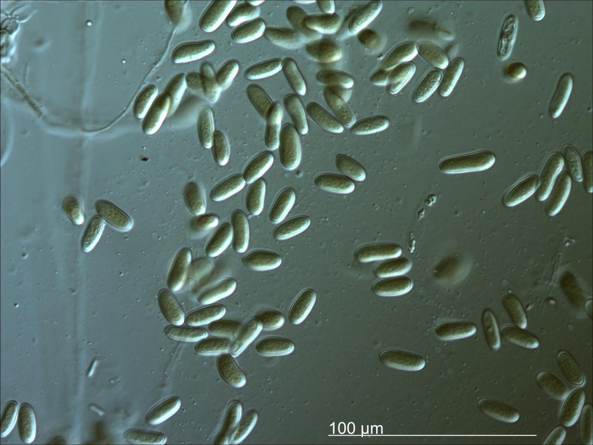 Nectria hoheriae image