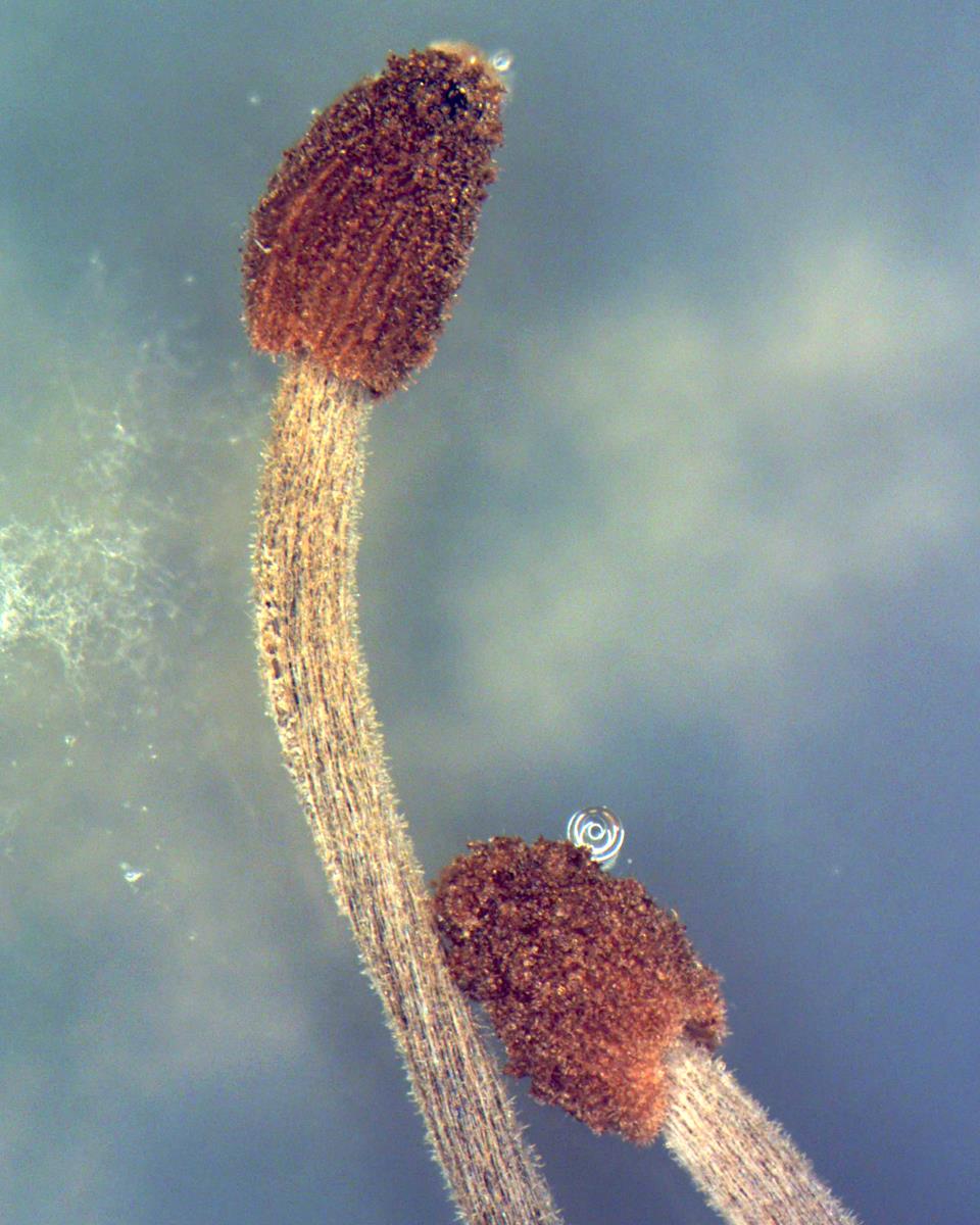 Coprinellus heptemerus image