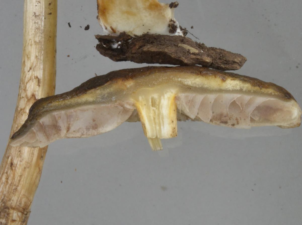 Agrocybe olivacea image