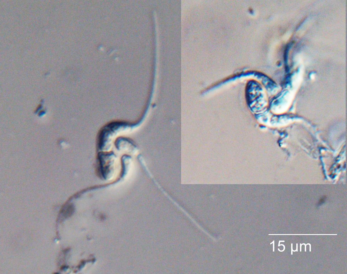Gyoerffyella craginiformis image