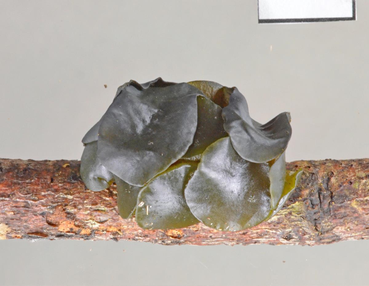 Ameghiniella australis image