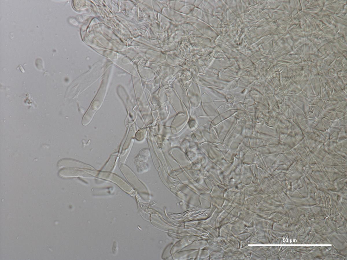 Hygrocybe cerinolutea image