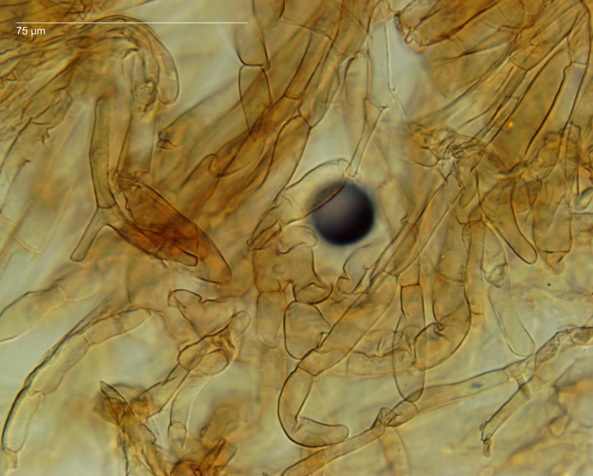 Lepiota thrombophora image