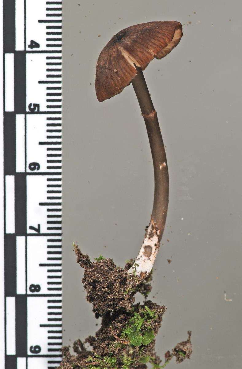 Entoloma asprelloides image