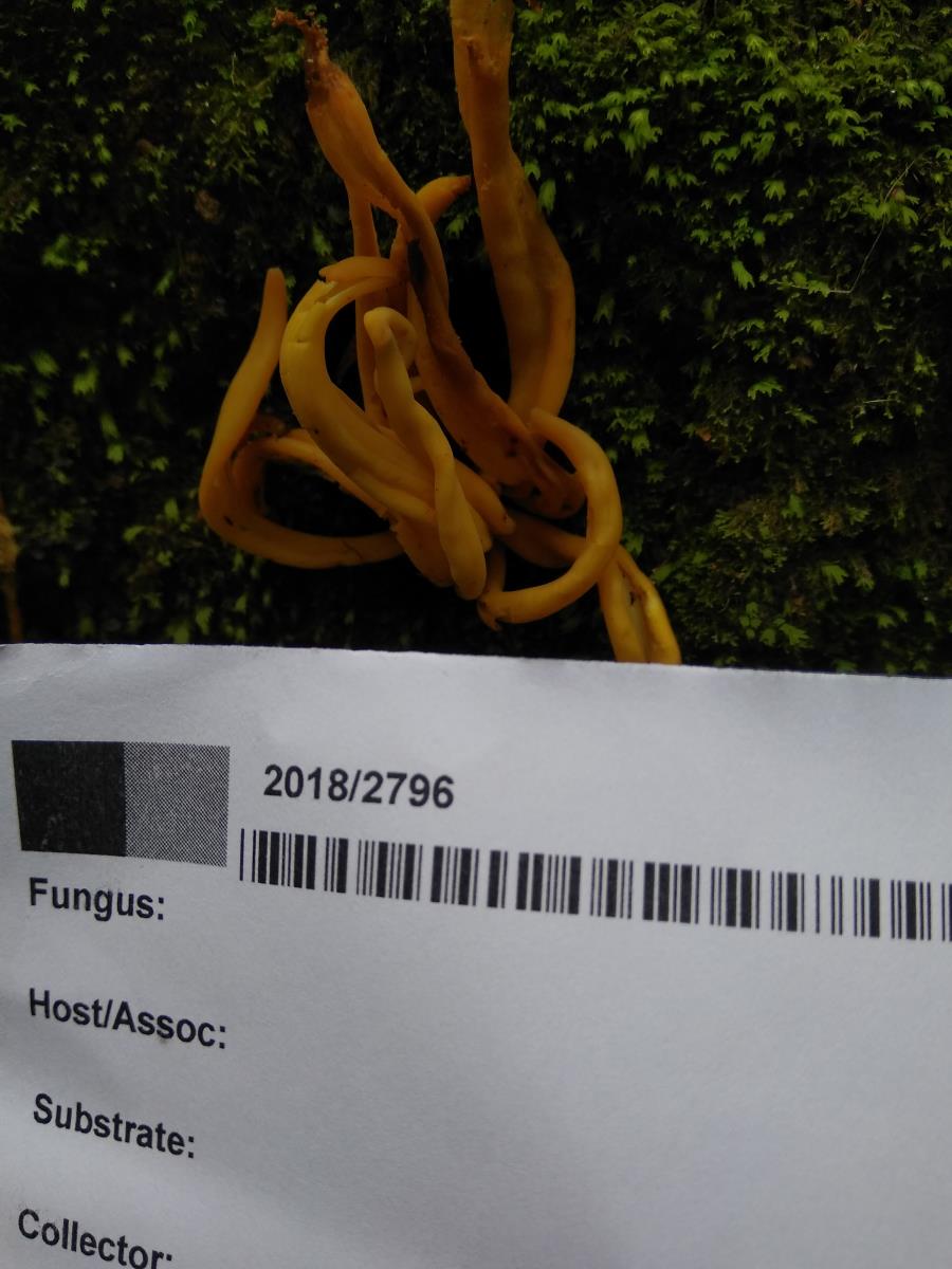 Clavulinopsis antillarum image