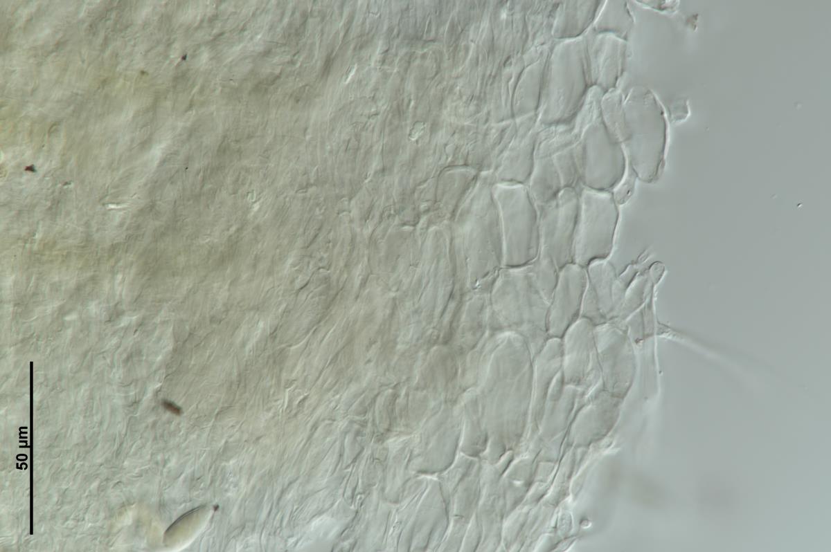 Helotium tasmanicum image