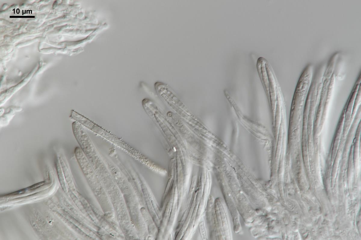 Lachnum lanariceps image
