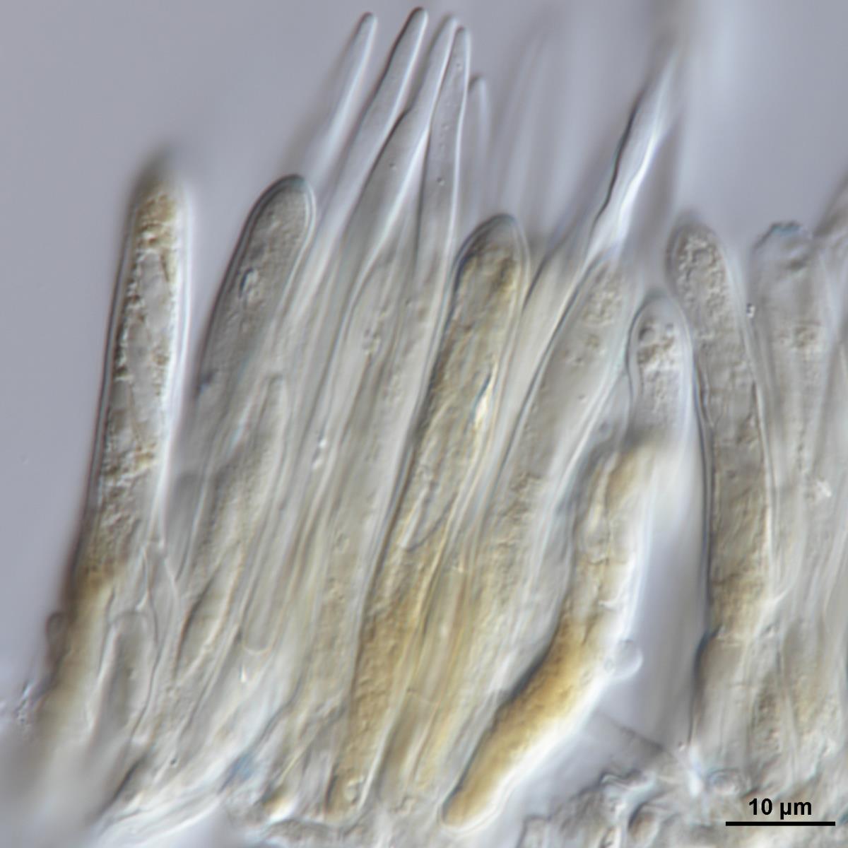 Lachnum enzenspergerianum image