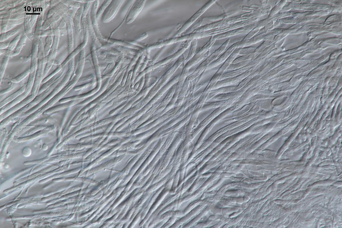 Lachnum hyalopus image