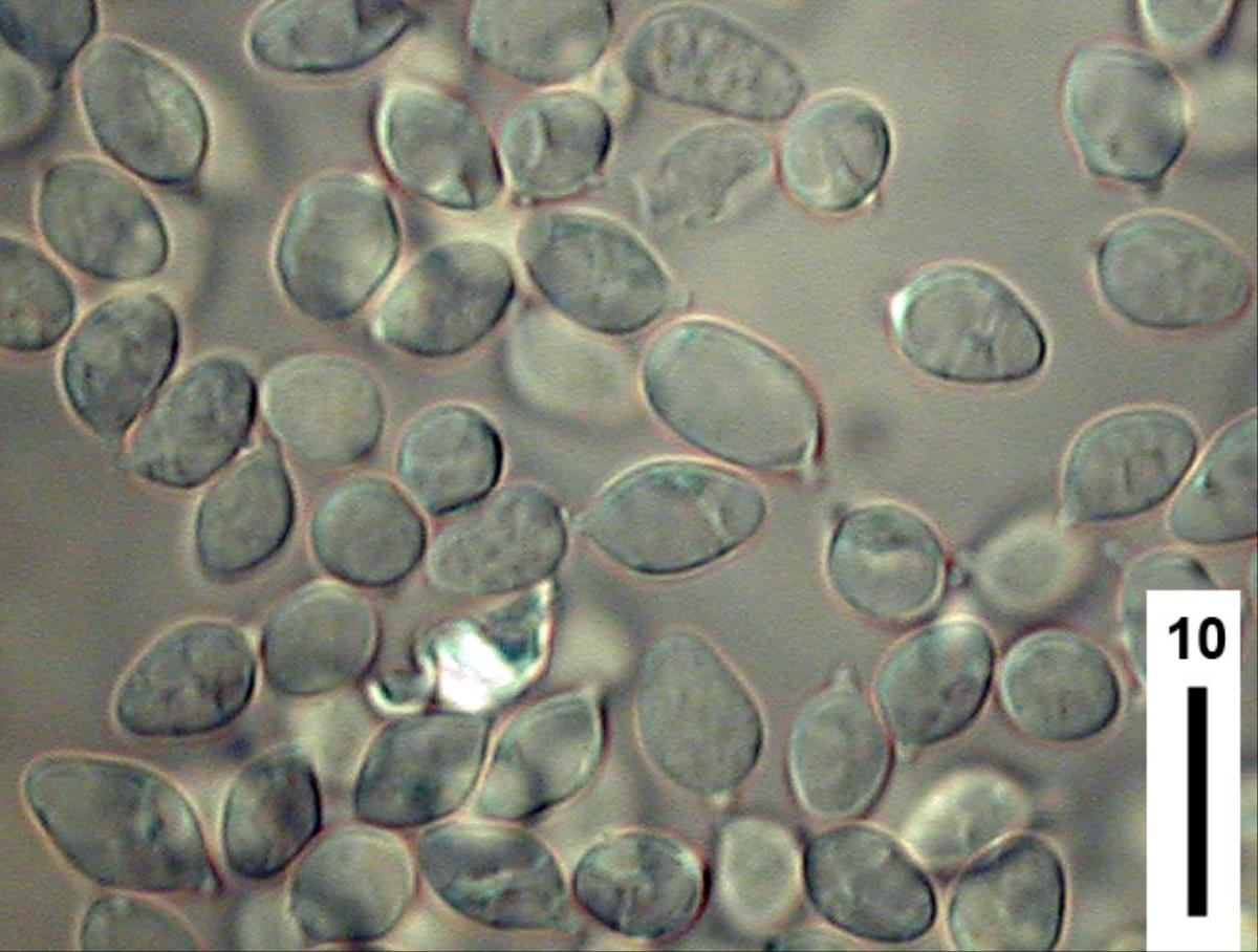 Hygrocybe cerinolutea image