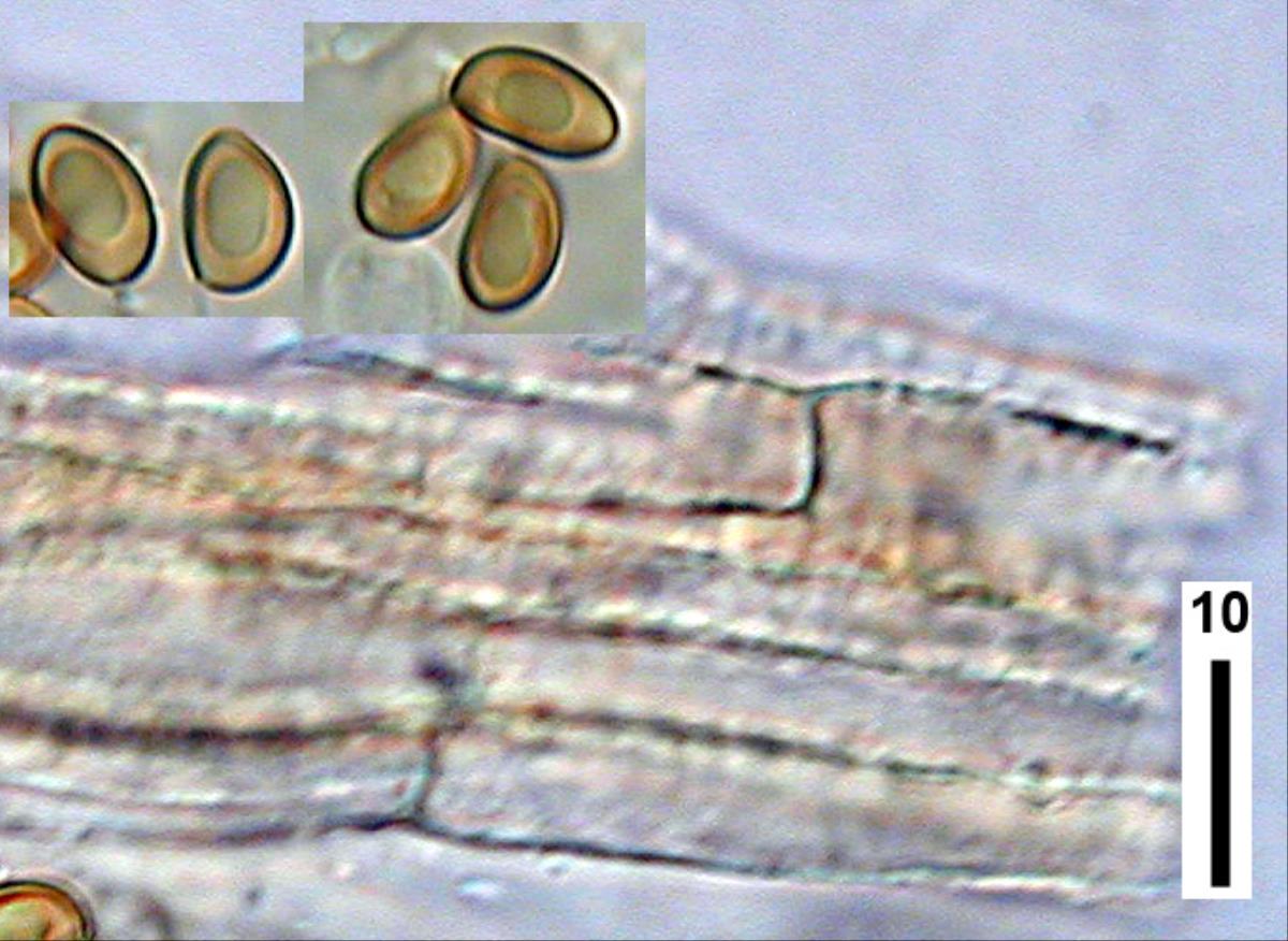 Inocybe scabriuscula image