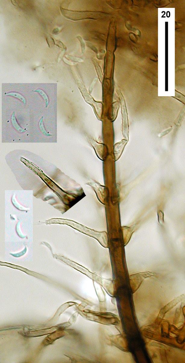 Selenosporella curvispora image