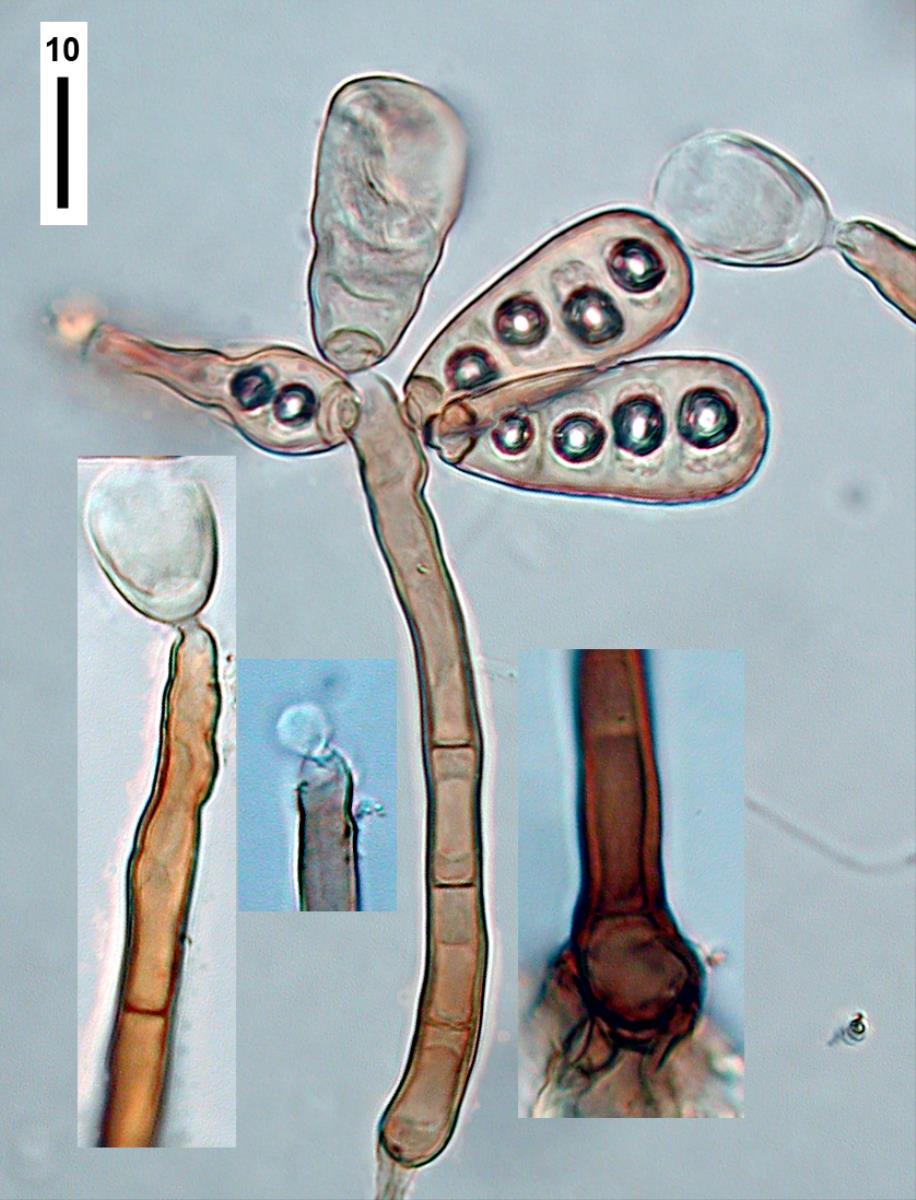 Sporidesmiella hyalosperma var. novae-zelandiae image