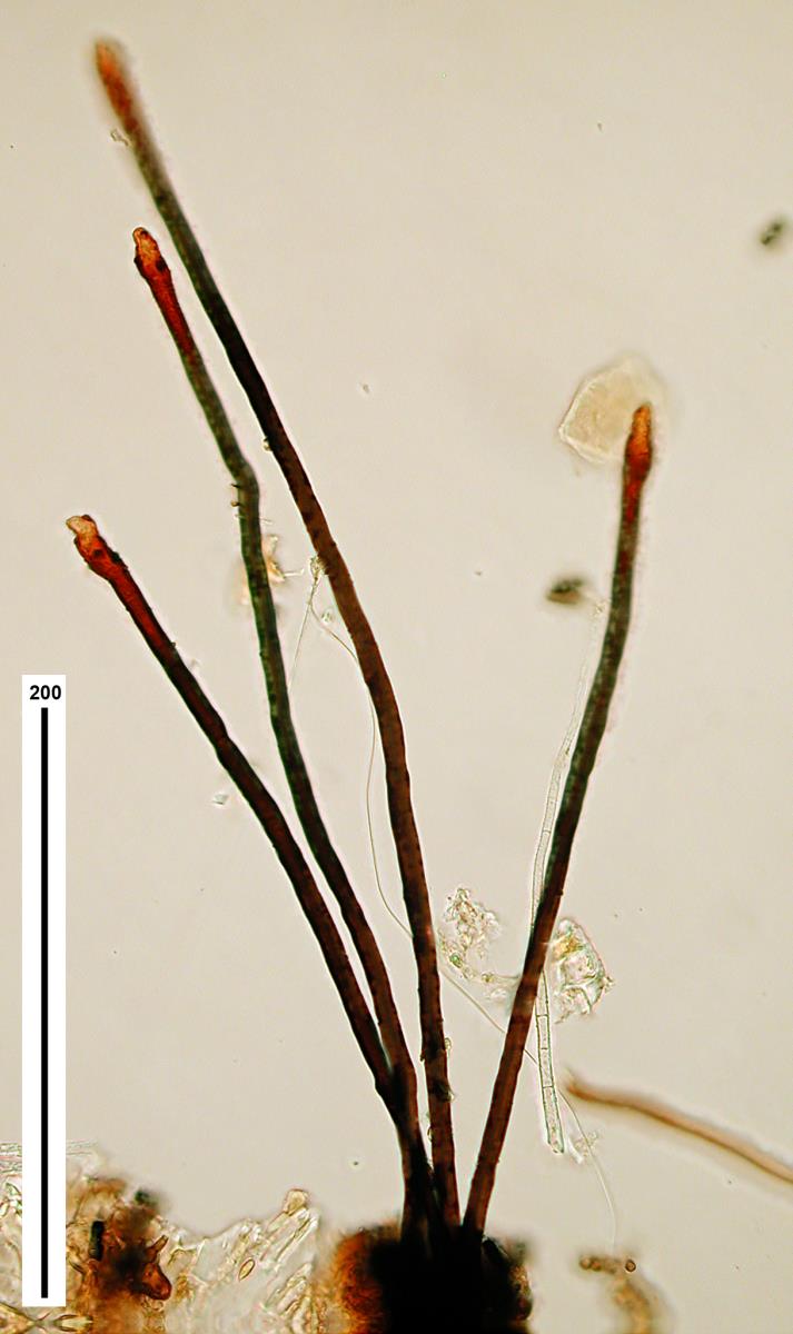 Zebrospora bicolor image