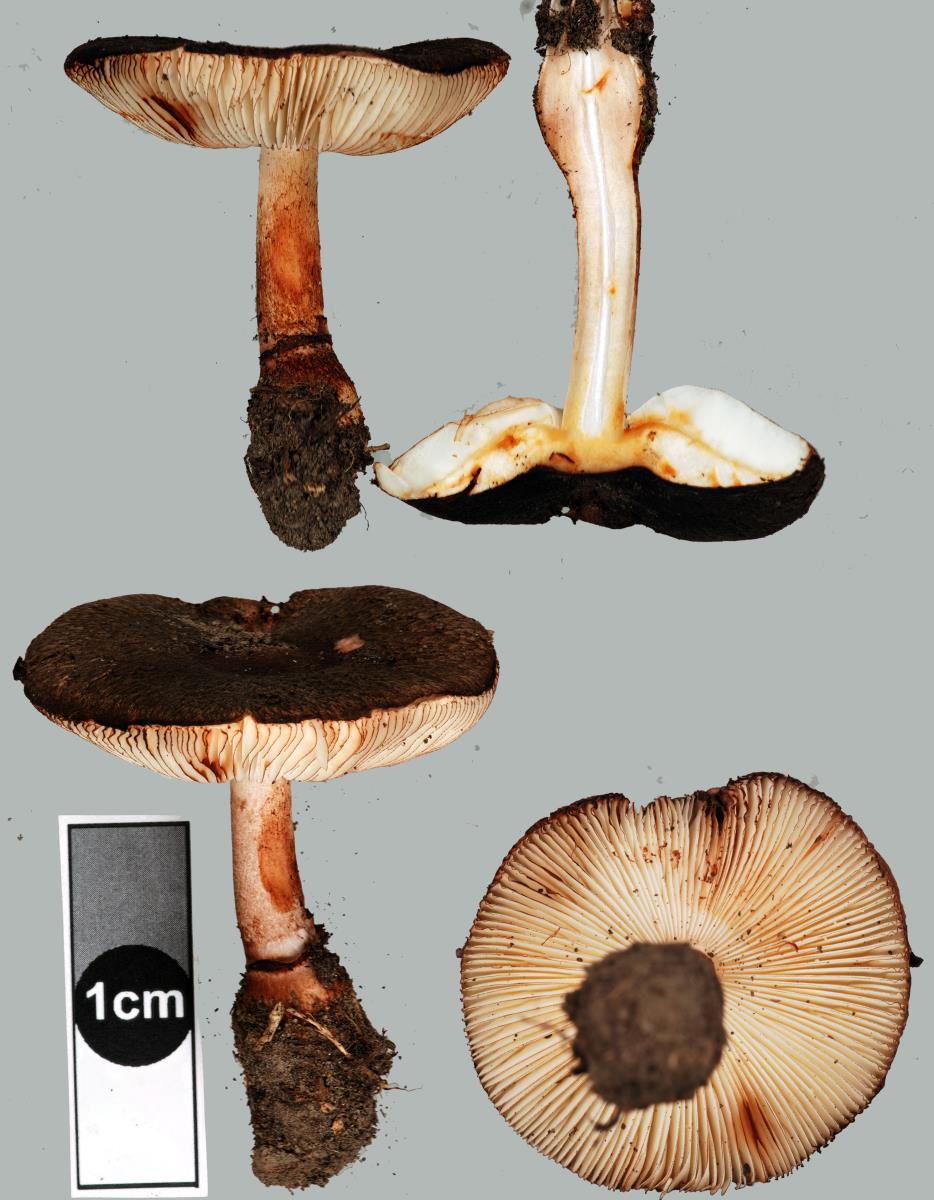 Leucoagaricus croceovelutinus image