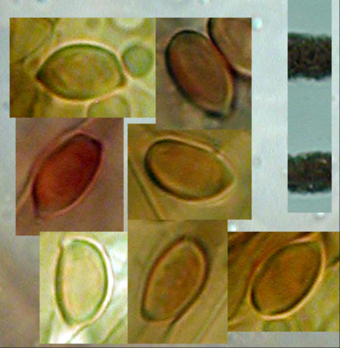 Leucoagaricus croceovelutinus image