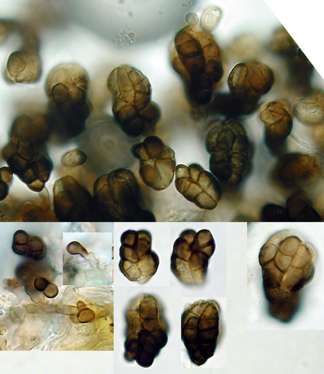 Trimmatostroma scutellare image