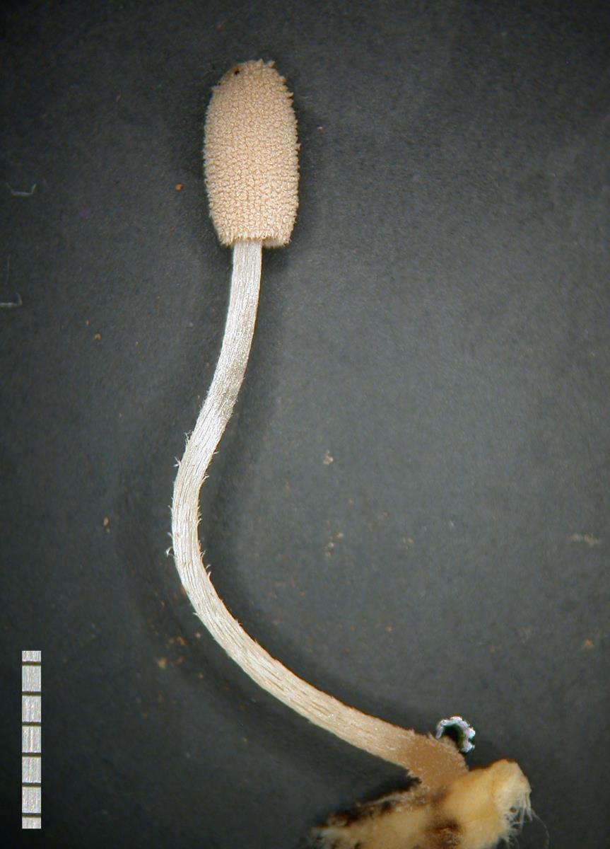Coprinopsis patouillardii image