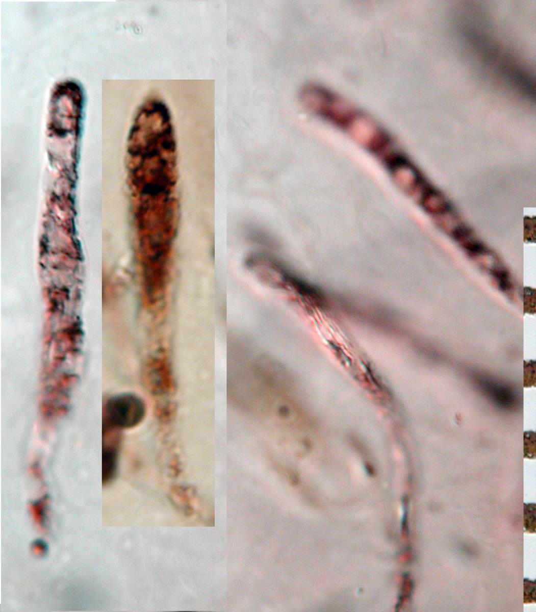 Russula laccata image