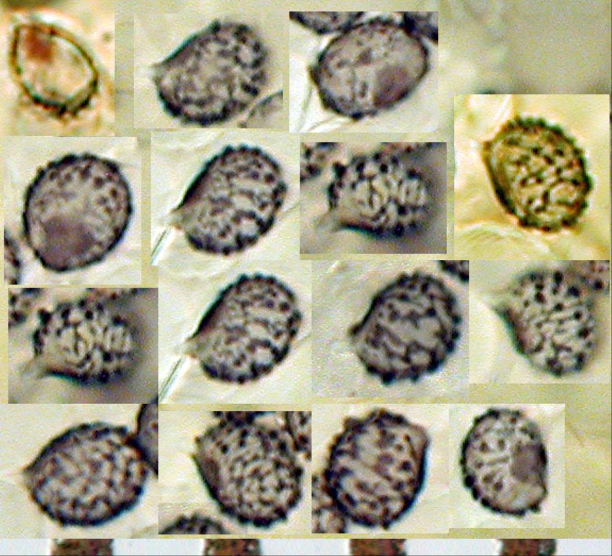 Russula laccata image