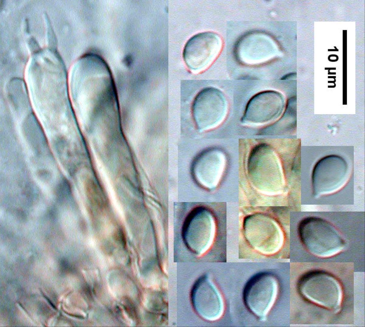 Omphalina rivulicola image