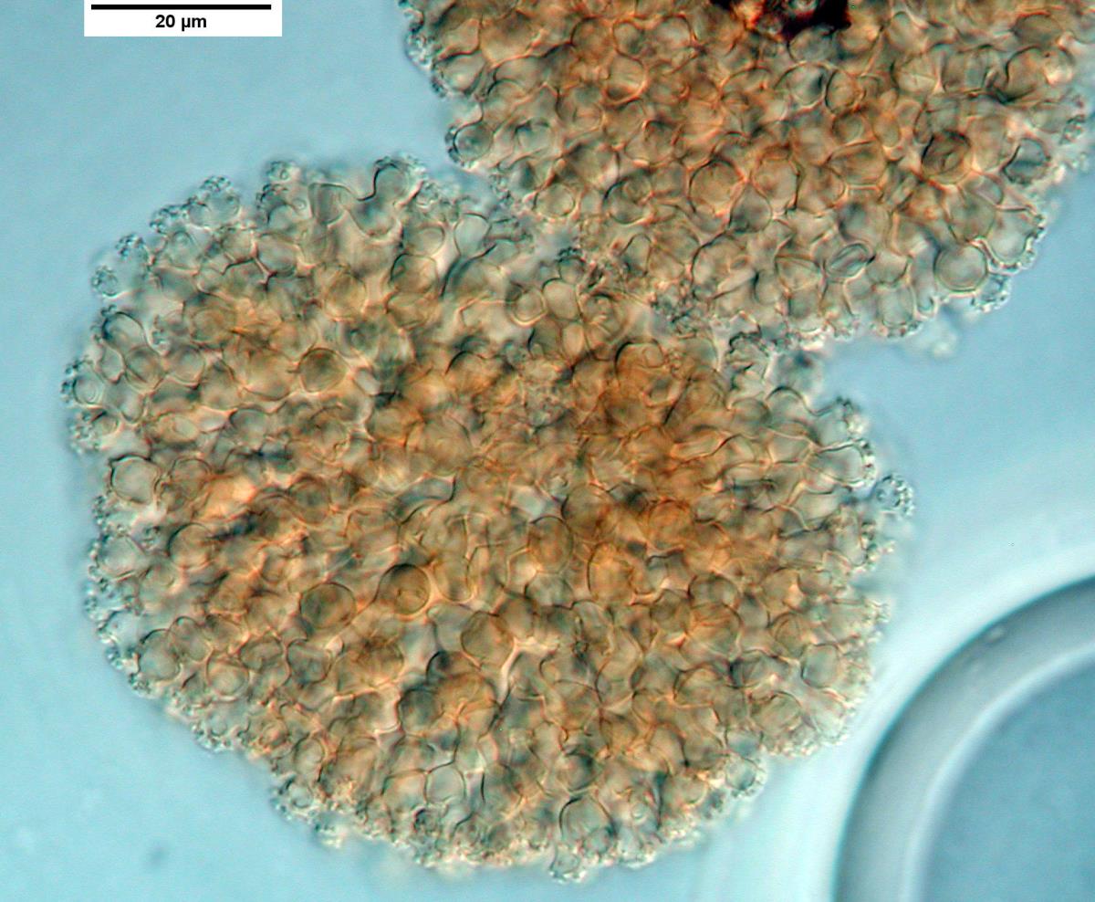 Candelabrum microsporum image