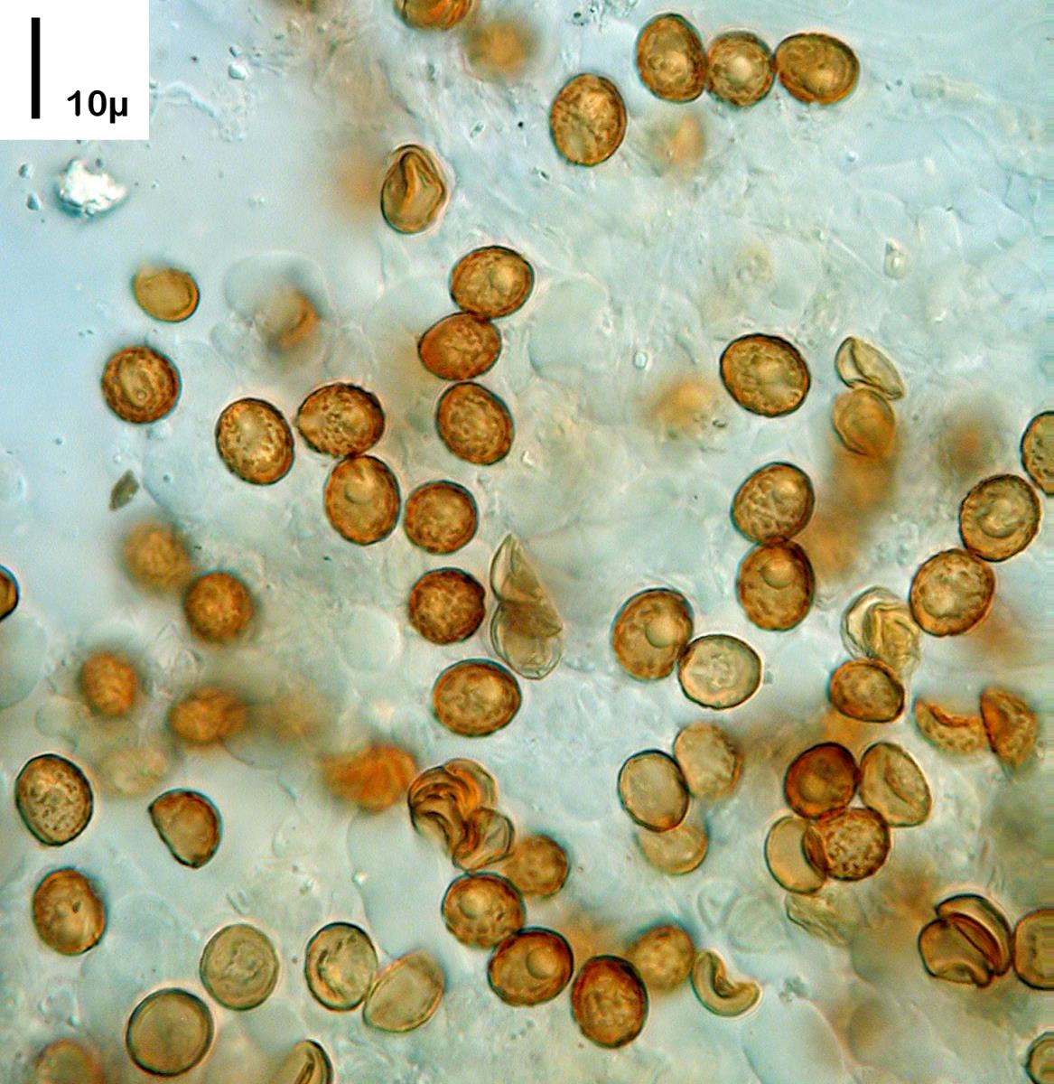 Chromocyphella muscicola image