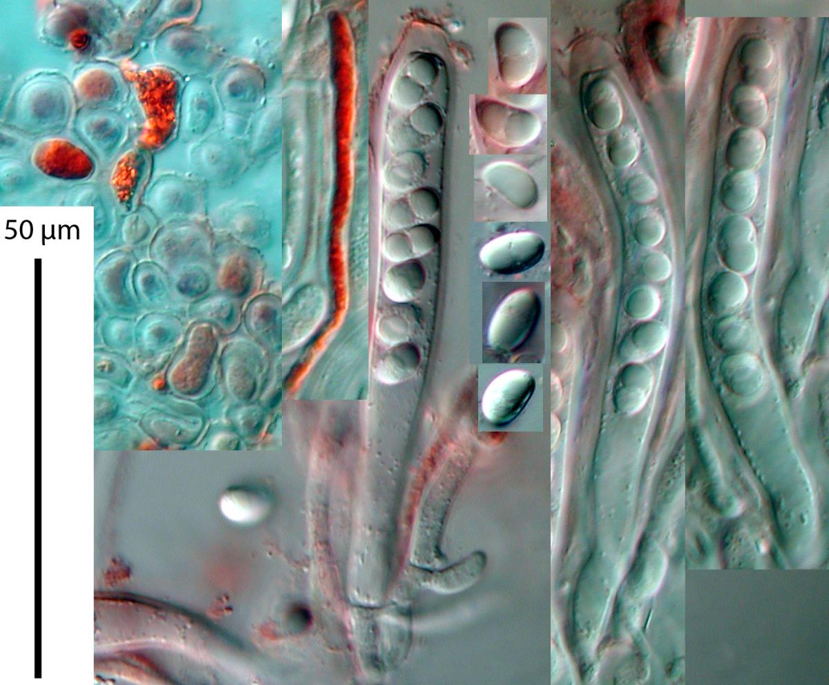 Moellerodiscus coprosmae image