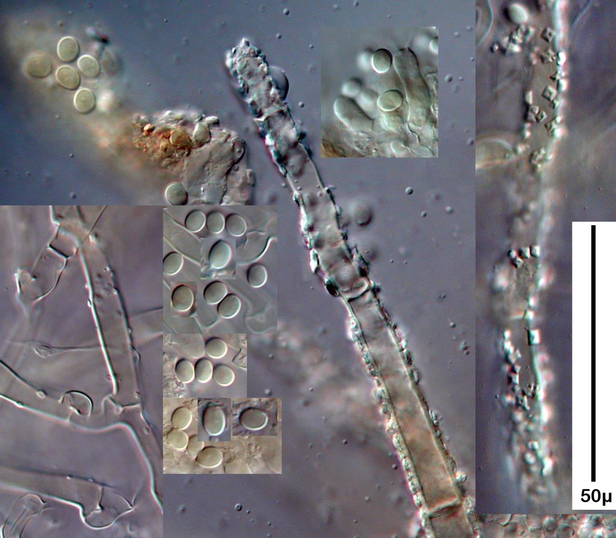 Gyrophanopsis zealandica image
