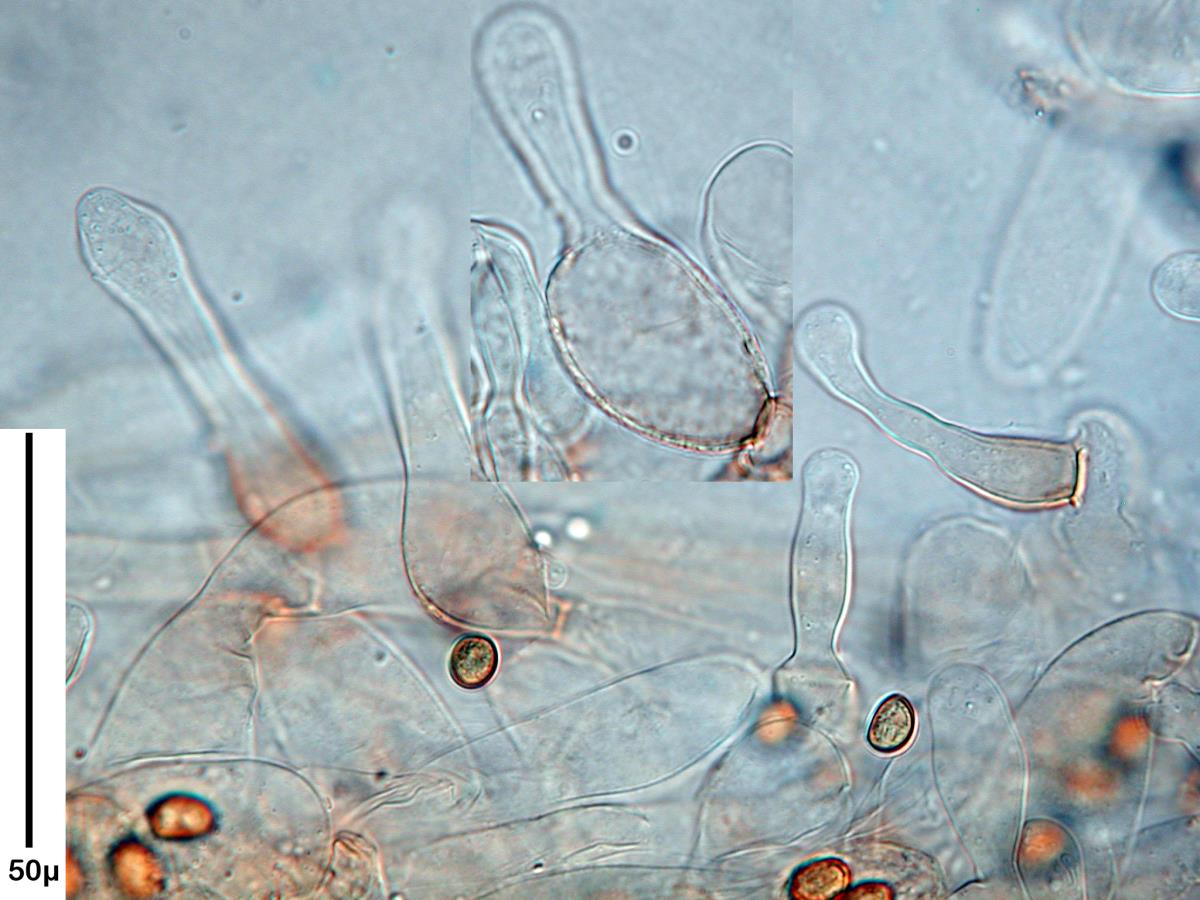 Simocybe largispora image