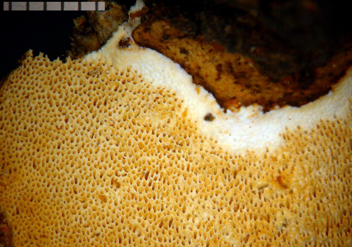 Pachykytospora papyracea image