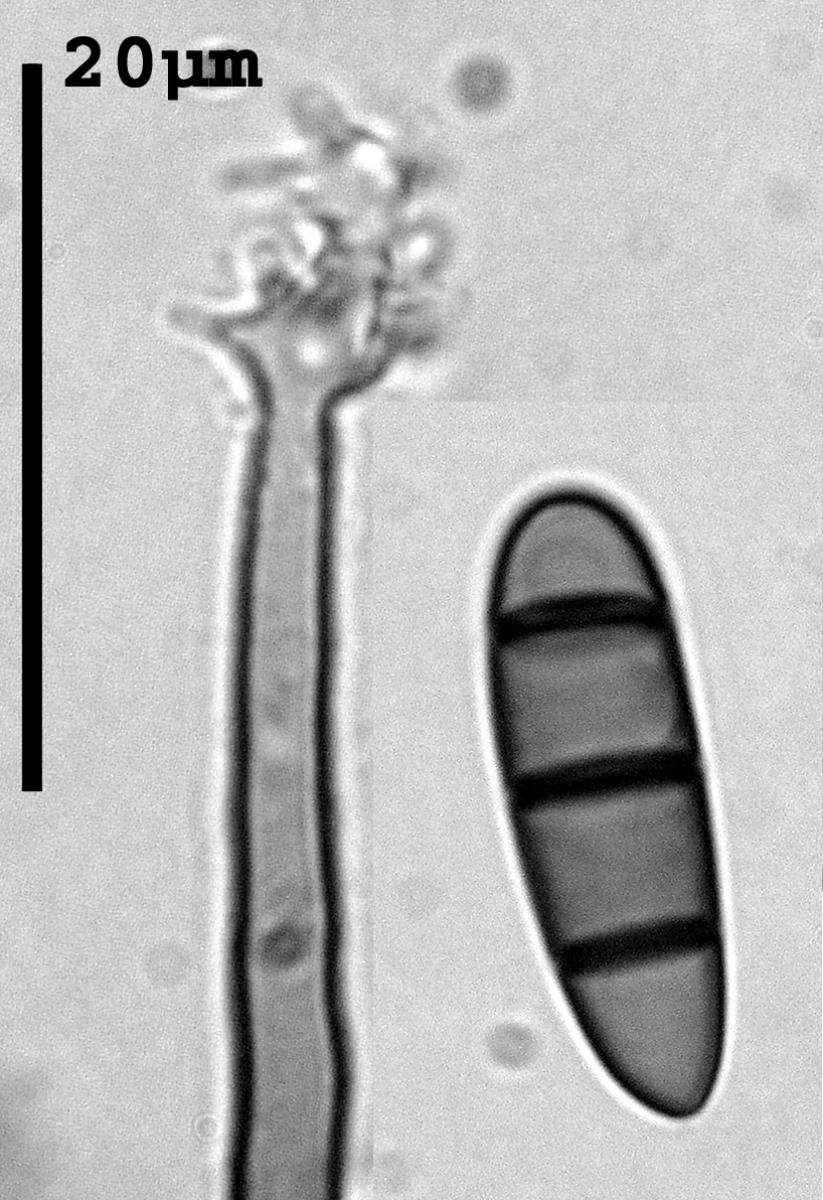 Pleurothecium leptospermi image
