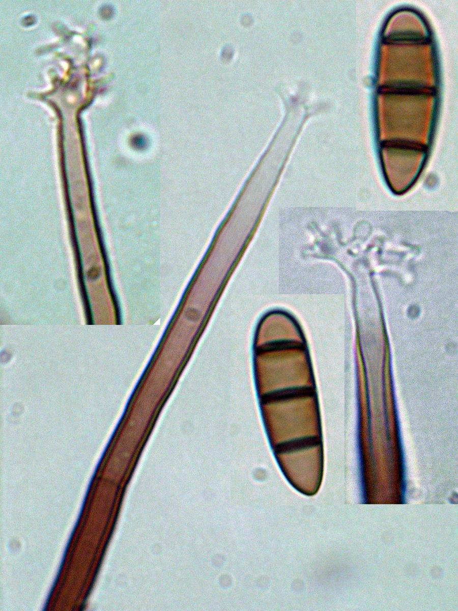 Pleurothecium image