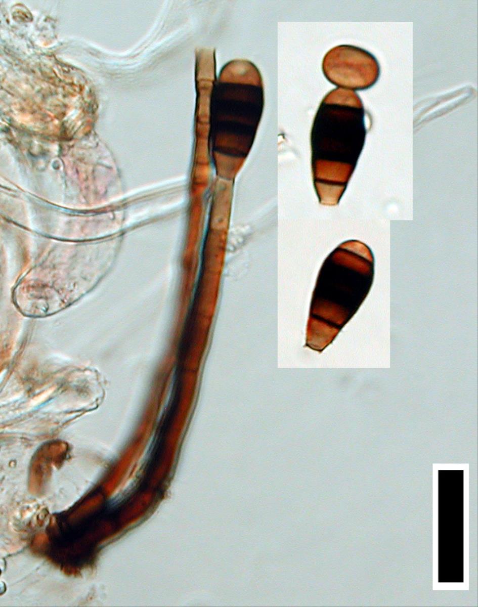 Phragmocephala stemphylioides image