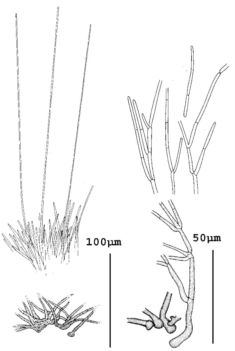Polyscytalum ciliatum image