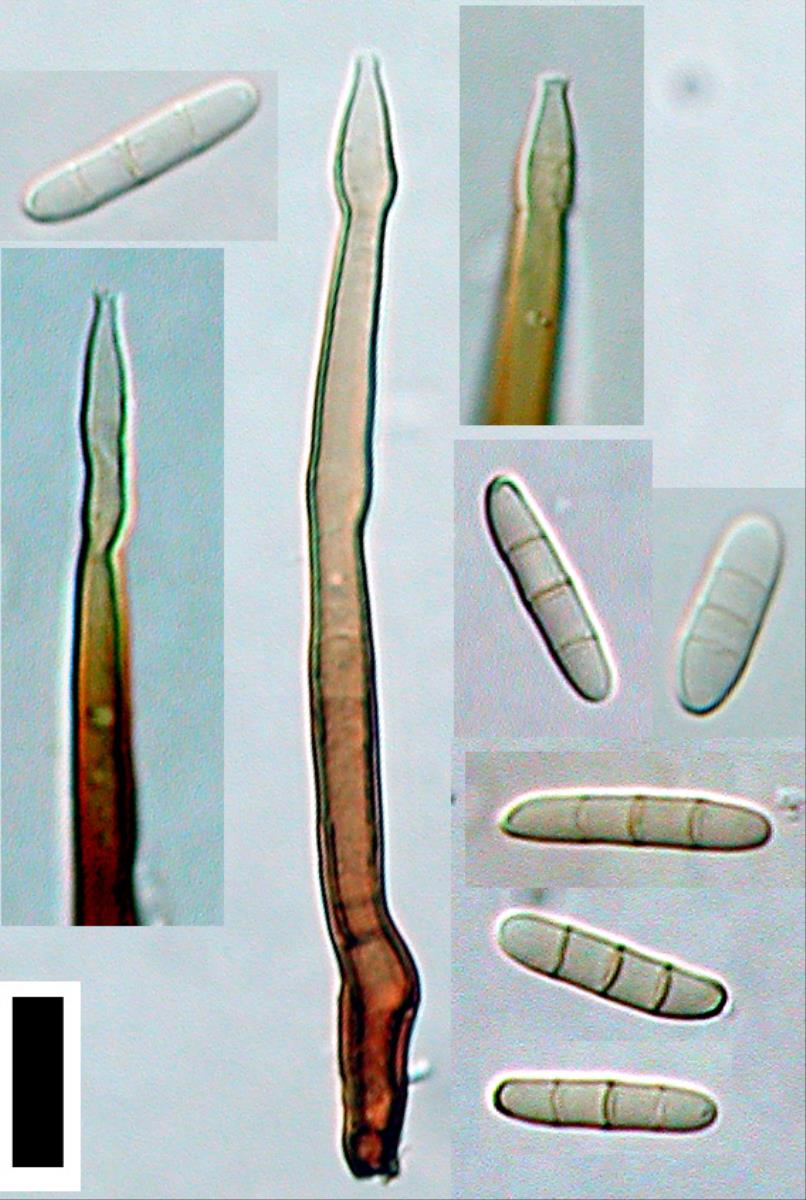 Cylindrotrichum ellisii image