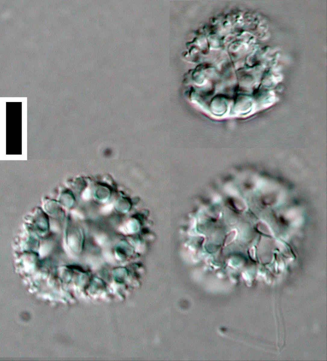 Candelabrum clathrosphaeroides image