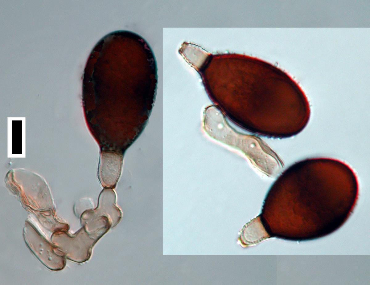 Brachydesmiella orientalis image
