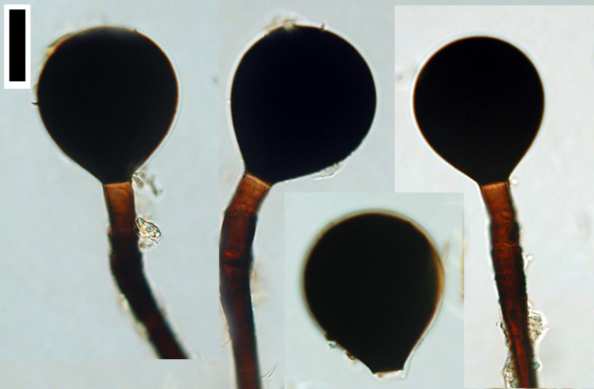 Acrogenospora gigantospora image