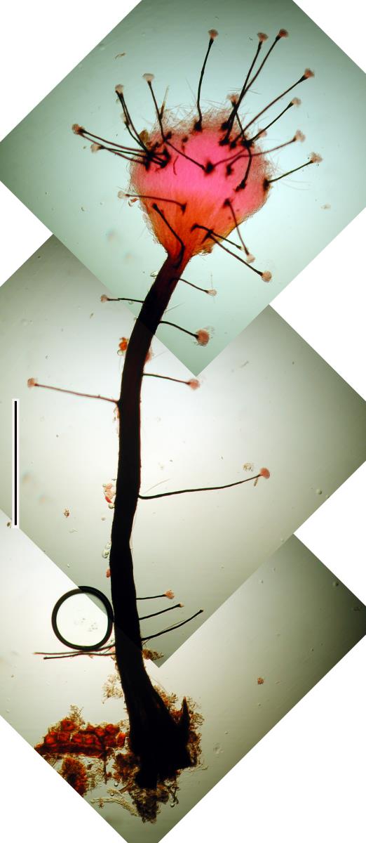 Morrisographium fusisporium image